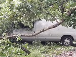 Storm damage fallen trees